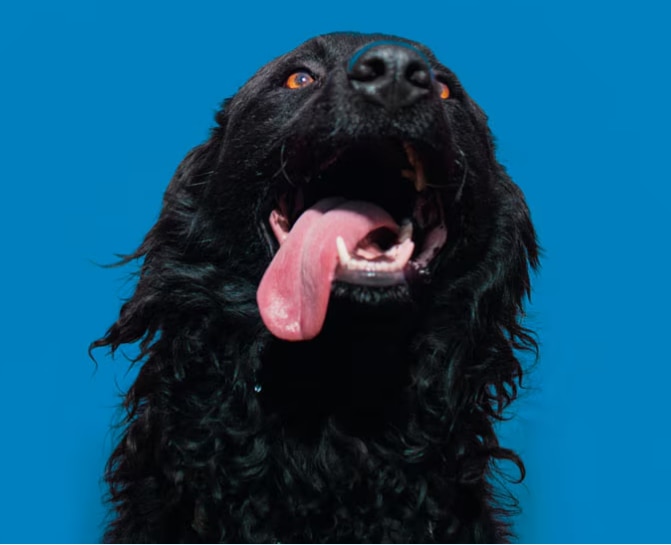 Happy black dog with tongue out